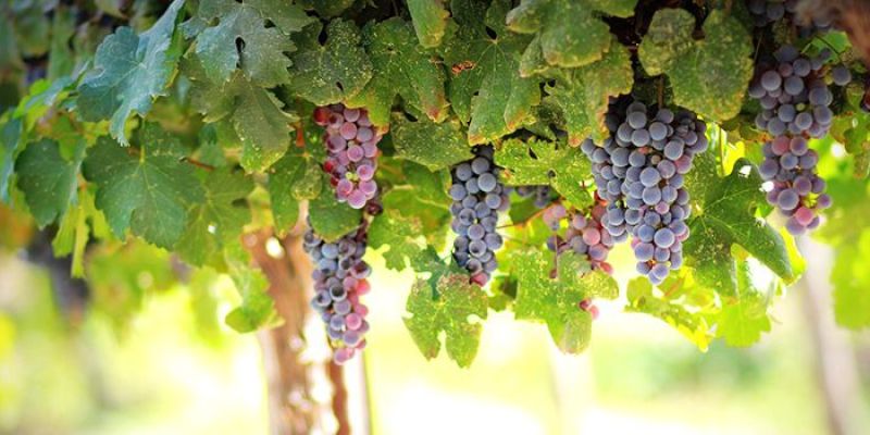 蜜桃成品人视频免费入口