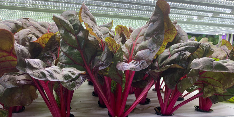 蜜桃成品人视频免费入口