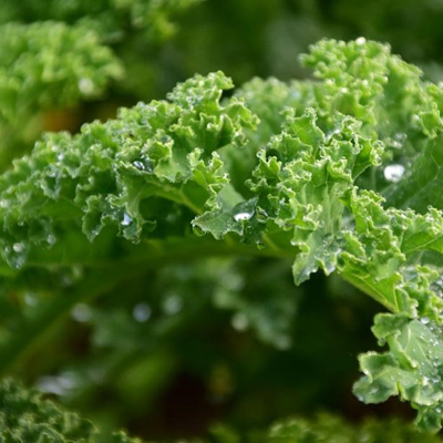 蜜桃成品人视频免费入口