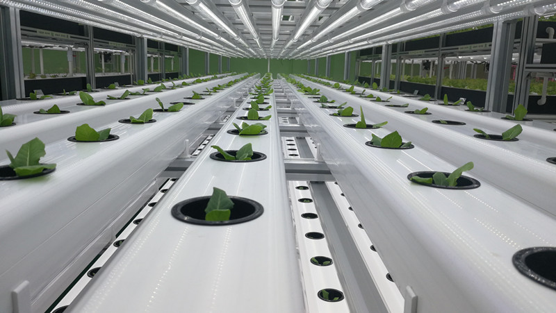 蜜桃成品人视频免费入口