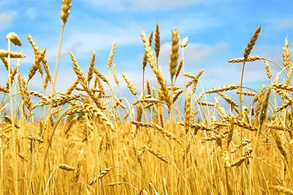 蜜桃成品人视频免费入口