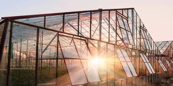 蜜桃成品人视频免费入口