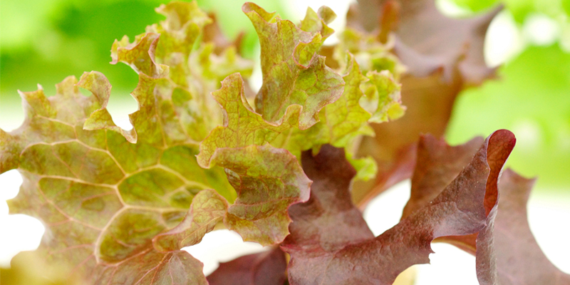 蜜桃成品人视频免费入口
