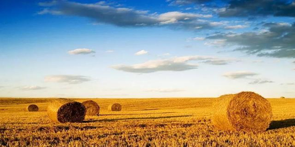 蜜桃成品人视频免费入口