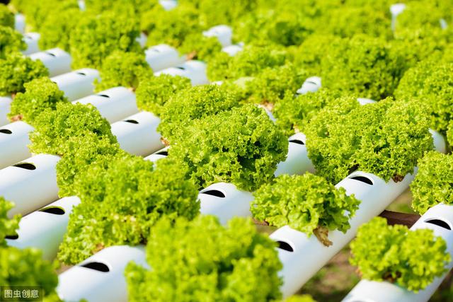 蜜桃成品人视频免费入口