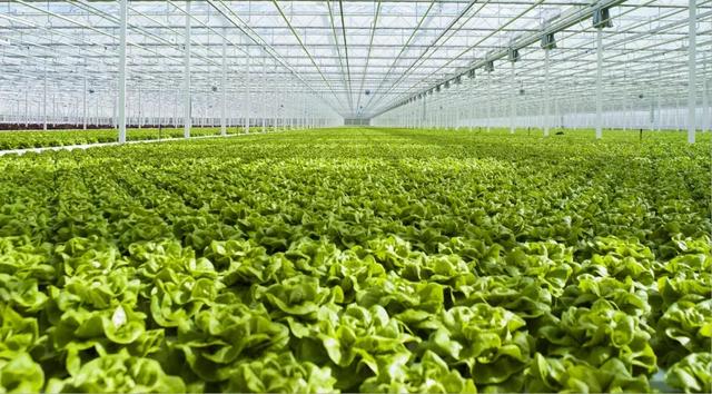 蜜桃成品人视频免费入口