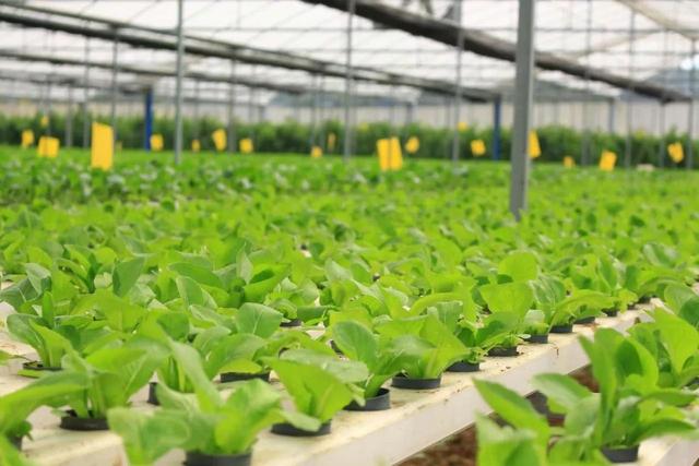 蜜桃成品人视频免费入口