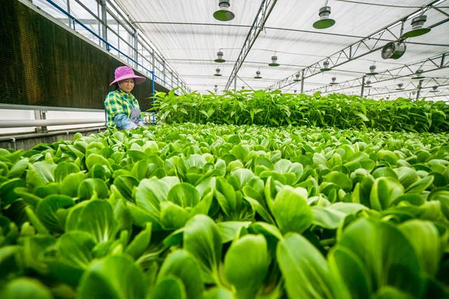 蜜桃成品人视频免费入口