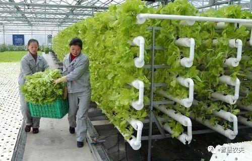 蜜桃成品人视频免费入口