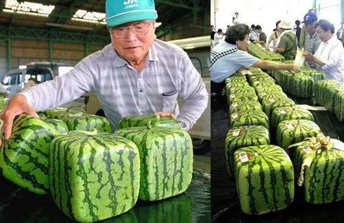 蜜桃成品人视频免费入口