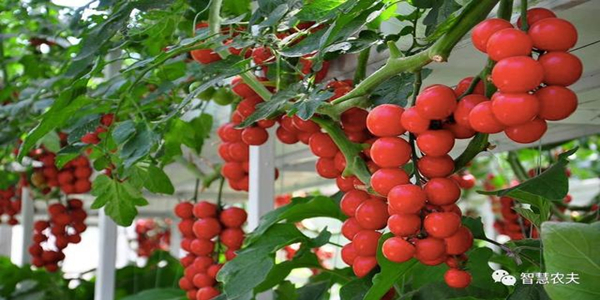 蜜桃成品人视频免费入口