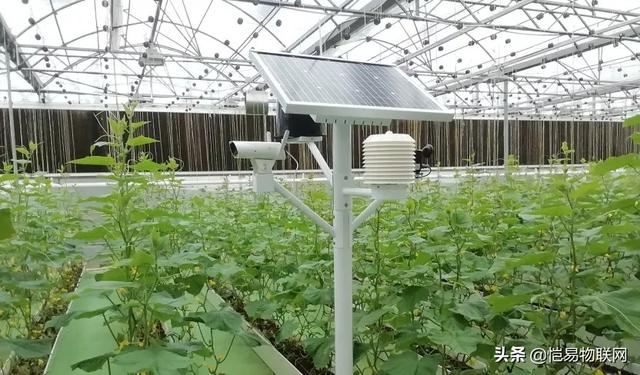 蜜桃成品人视频免费入口