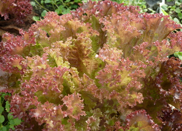 蜜桃成品人视频免费入口