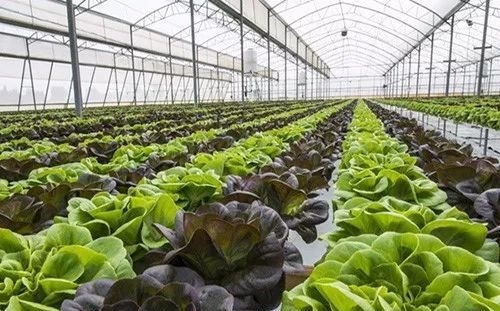 蜜桃成品人视频免费入口