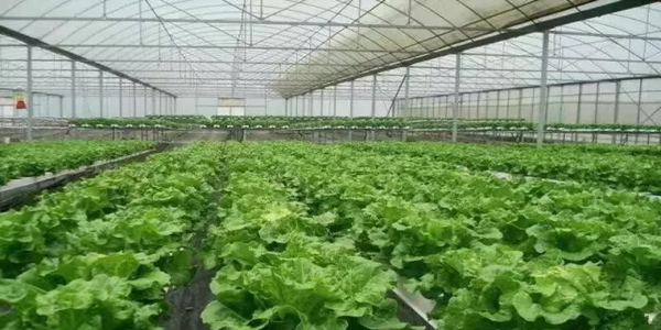 蜜桃成品人视频免费入口