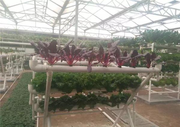 蜜桃成品人视频免费入口