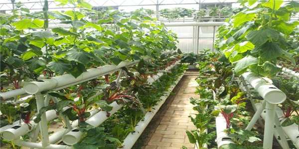 蜜桃成品人视频免费入口