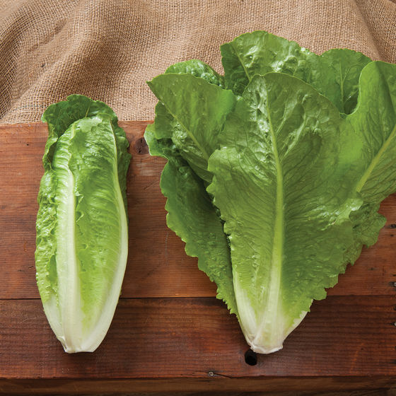 蜜桃成品人视频免费入口