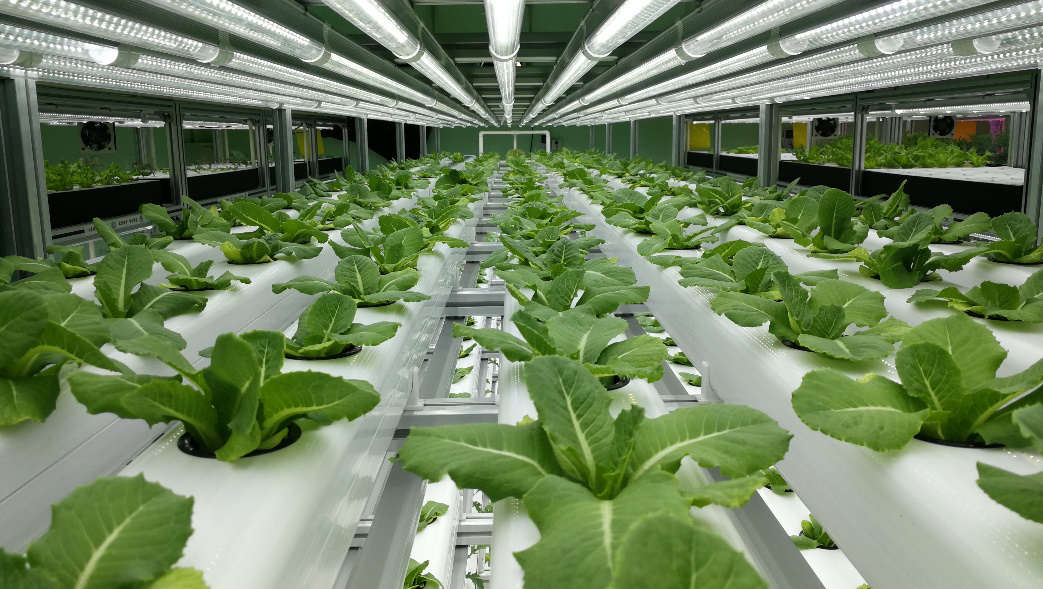 蜜桃成品人视频免费入口