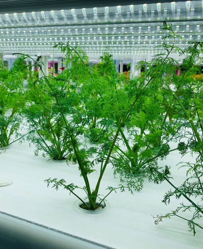 蜜桃成品人视频免费入口