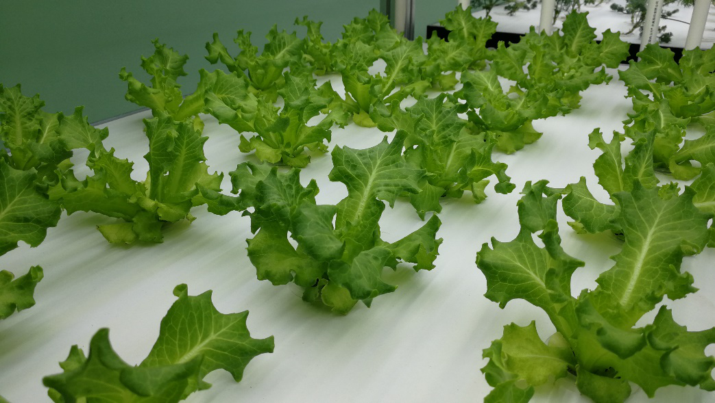 蜜桃成品人视频免费入口