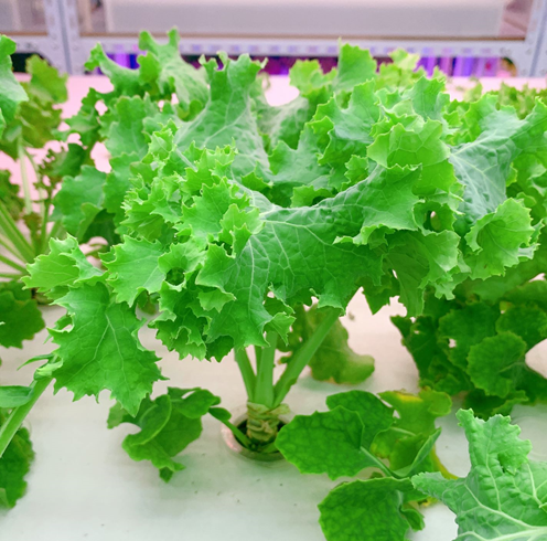 蜜桃成品人视频免费入口