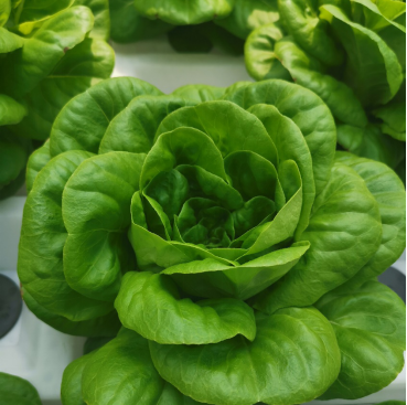 蜜桃成品人视频免费入口