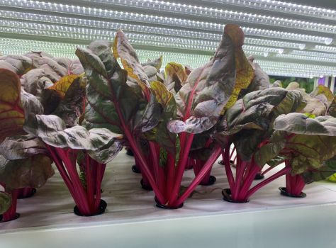 蜜桃成品人视频免费入口