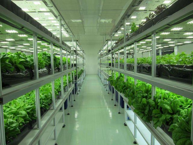 蜜桃成品人视频免费入口