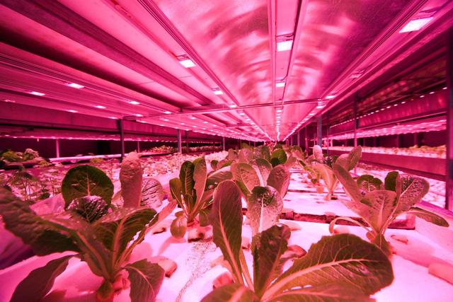 蜜桃成品人视频免费入口