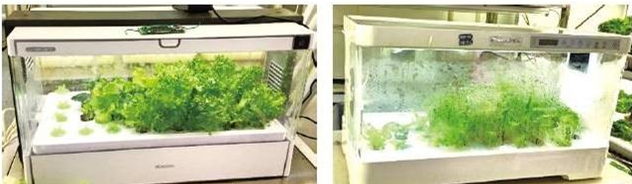 蜜桃成品人视频免费入口