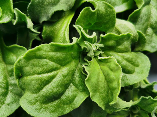 蜜桃成品人视频免费入口