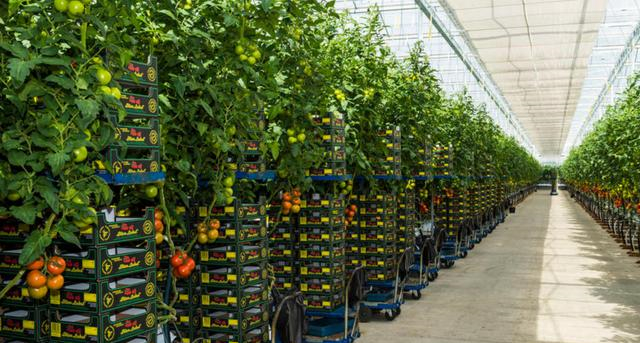 蜜桃成品人视频免费入口