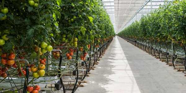 蜜桃成品人视频免费入口