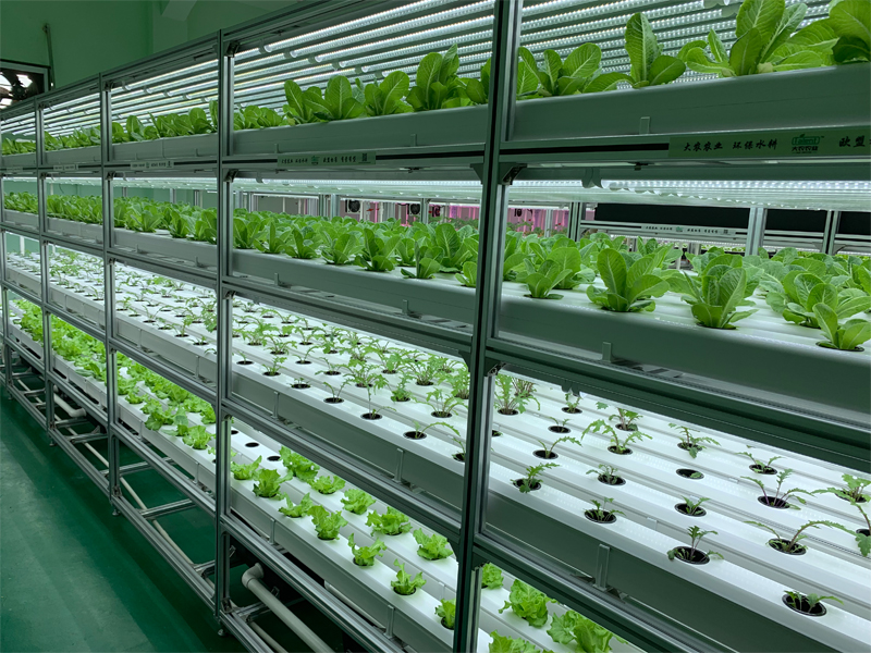 蜜桃成品人视频免费入口