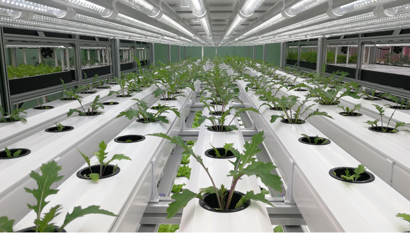 蜜桃成品人视频免费入口