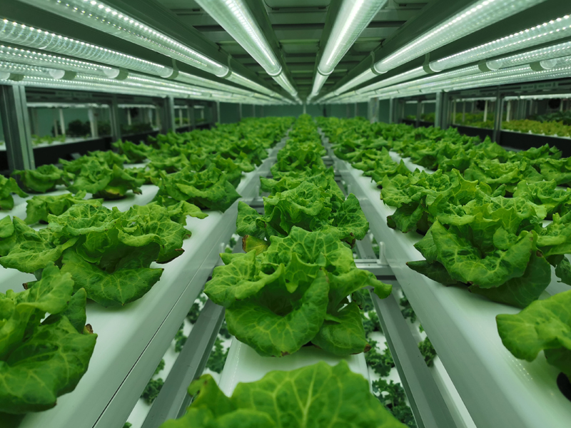 蜜桃成品人视频免费入口