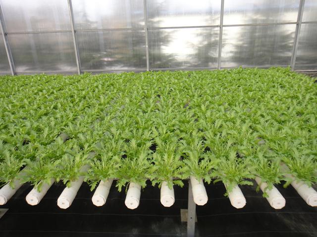 蜜桃成品人视频免费入口