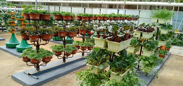 蜜桃成品人视频免费入口