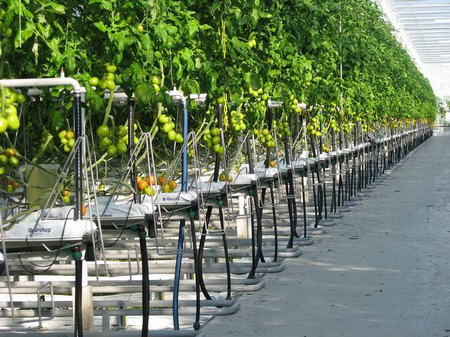 蜜桃成品人视频免费入口