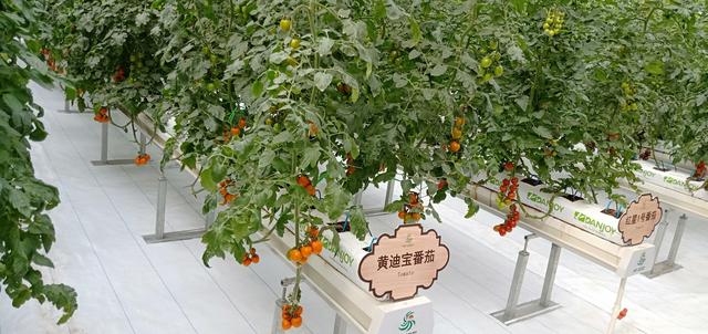 蜜桃成品人视频免费入口