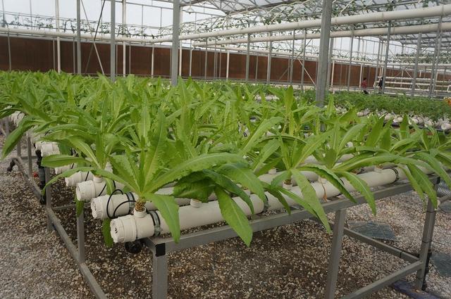 蜜桃成品人视频免费入口