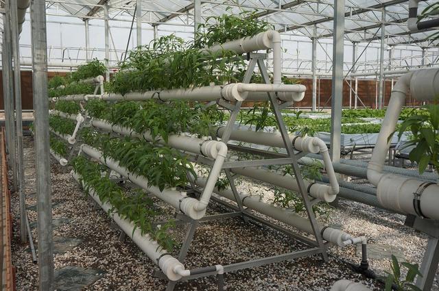 蜜桃成品人视频免费入口