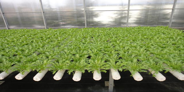 蜜桃成品人视频免费入口