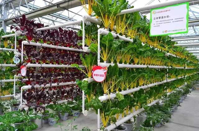 蜜桃成品人视频免费入口