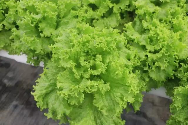 蜜桃成品人视频免费入口