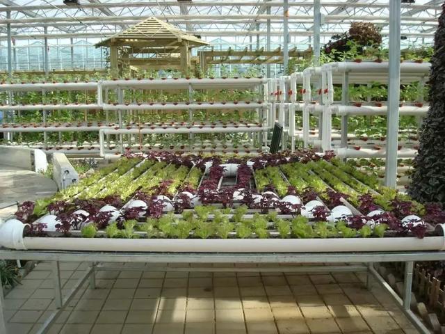 蜜桃成品人视频免费入口