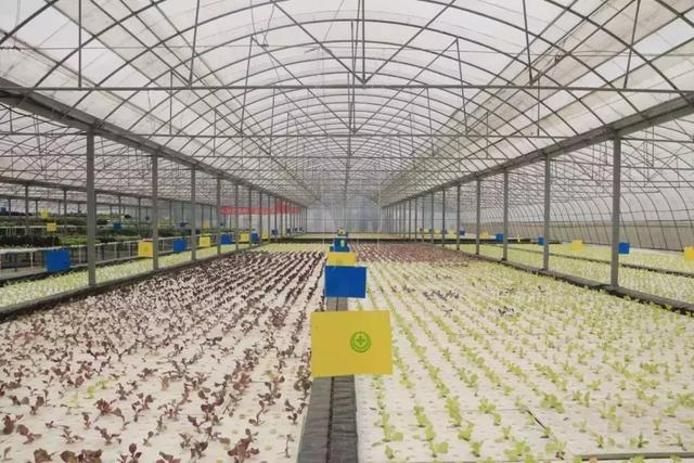 蜜桃成品人视频免费入口