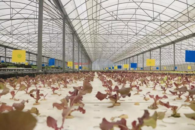 蜜桃成品人视频免费入口