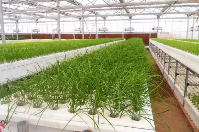 蜜桃成品人视频免费入口